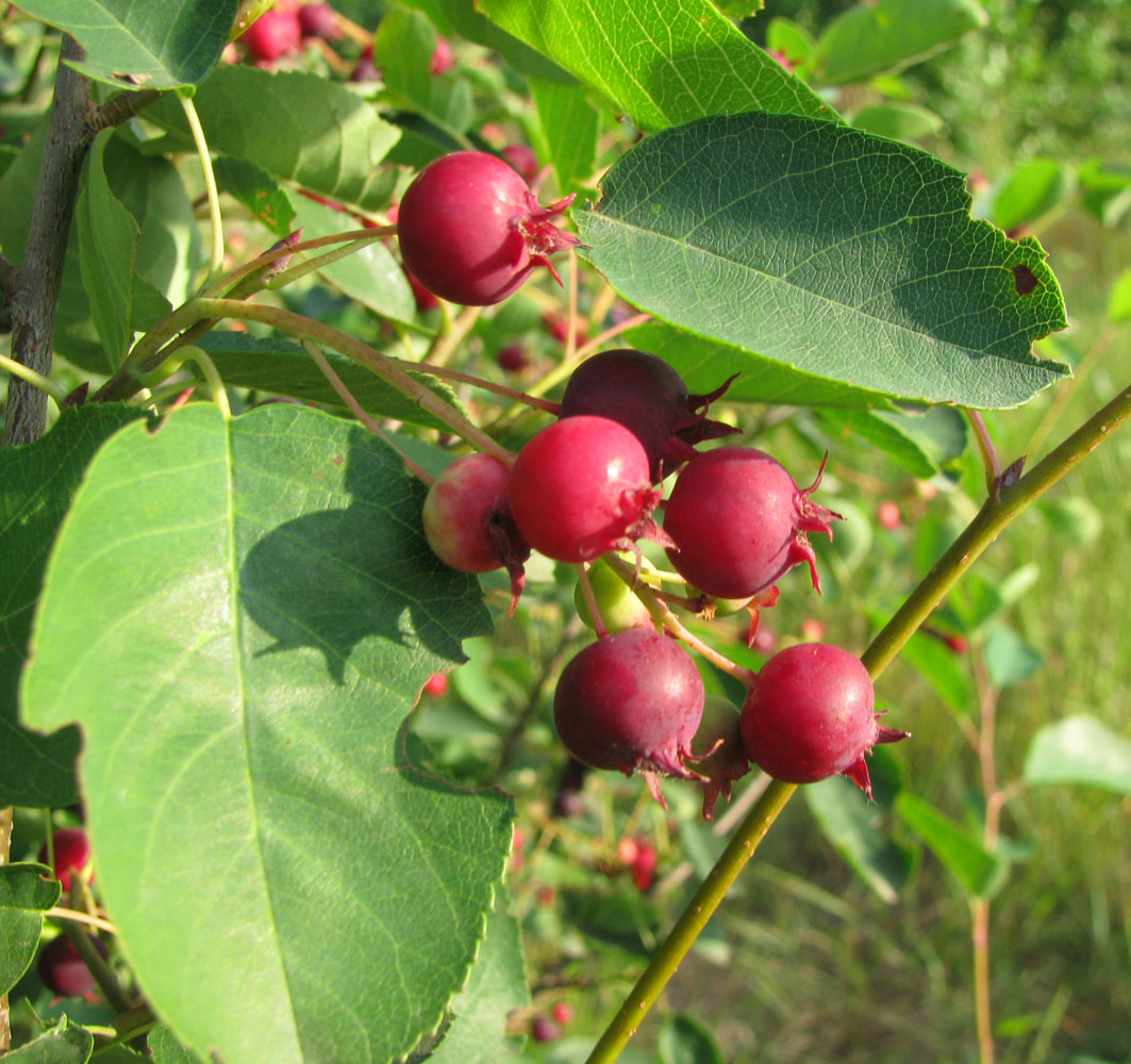 Изображение особи род Amelanchier.