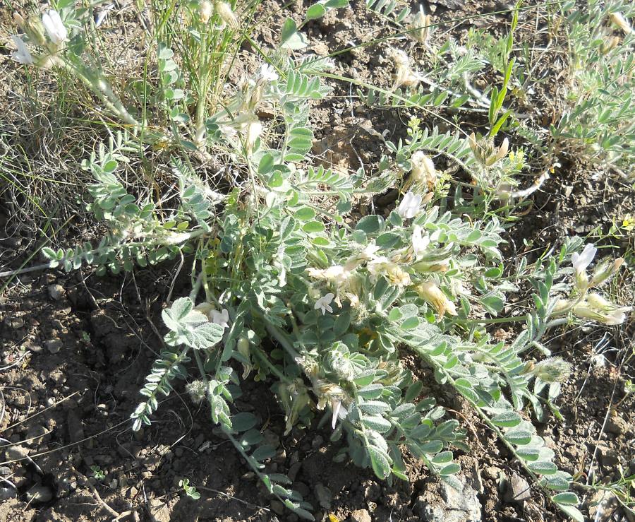 Изображение особи Astragalus sareptanus.