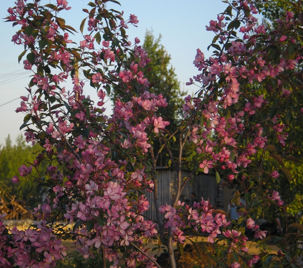 Изображение особи Malus &times; purpurea.