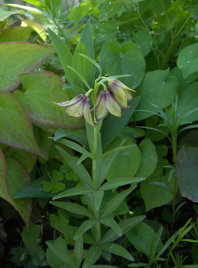 Изображение особи Fritillaria camschatcensis.