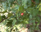 Crataegus rhipidophylla. Ветвь с созревающим плодом. Курская обл., Железногорский р-н, берег р. Мицень. 15 августа 2007 г.