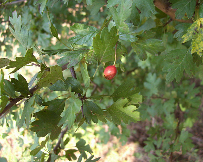 Изображение особи Crataegus rhipidophylla.