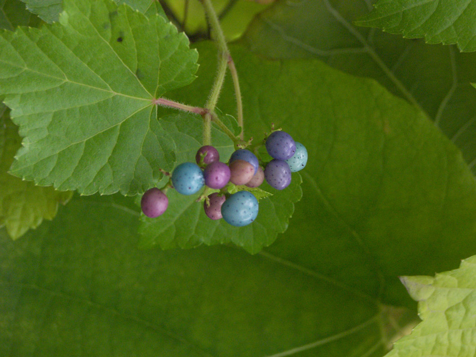 Image of Ampelopsis brevipedunculata specimen.