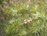 Juniperus deltoides