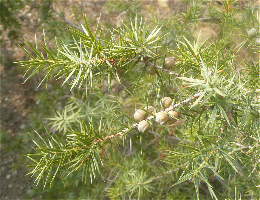 Изображение особи Juniperus deltoides.