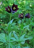 Fritillaria camschatcensis