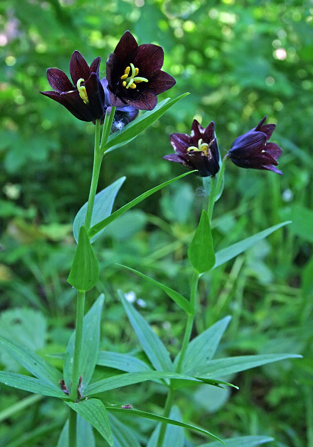 Изображение особи Fritillaria camschatcensis.