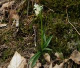 Dactylorhiza romana. Цветущее растение во мху. Крым, гора Северная Демерджи, западный склон, дубовый лес. 20 апреля 2012 г.