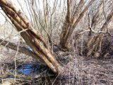 Salix triandra