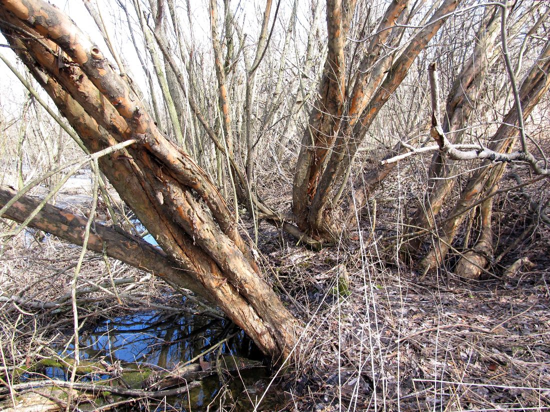 Image of Salix triandra specimen.