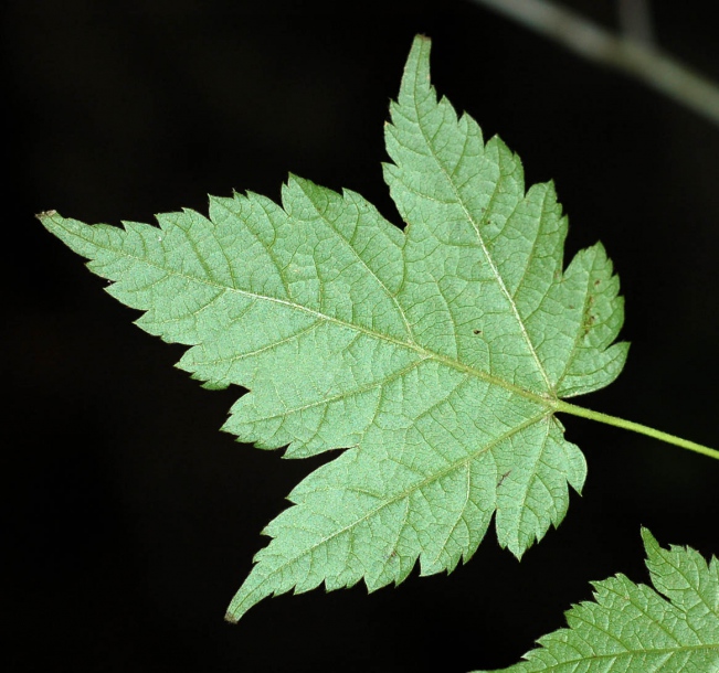 Image of Acer barbinerve specimen.