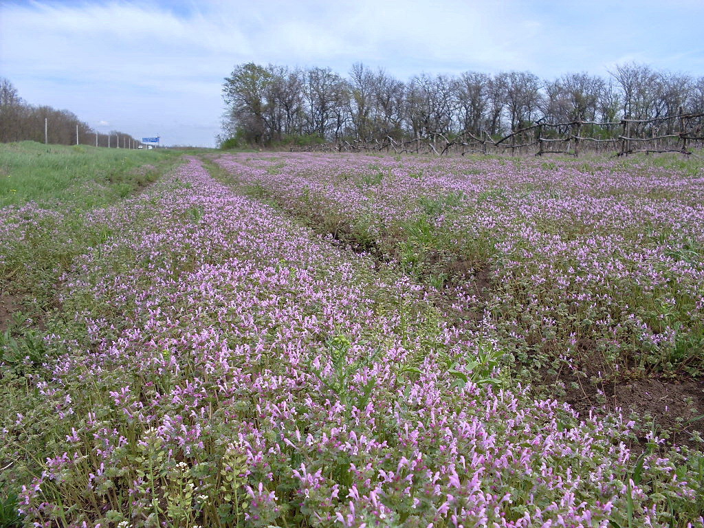 Image of Lamium amplexicaule specimen.