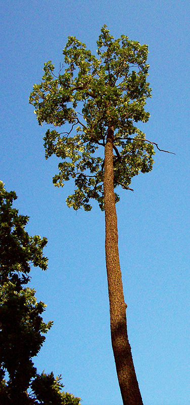 Image of Quercus robur specimen.