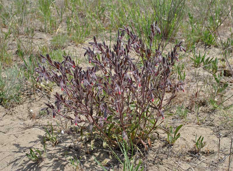 Изображение особи Onosma polychroma.