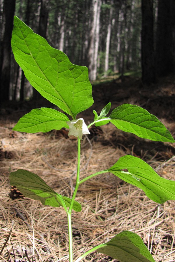 Image of Alkekengi officinarum specimen.