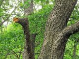 Betula dauurica
