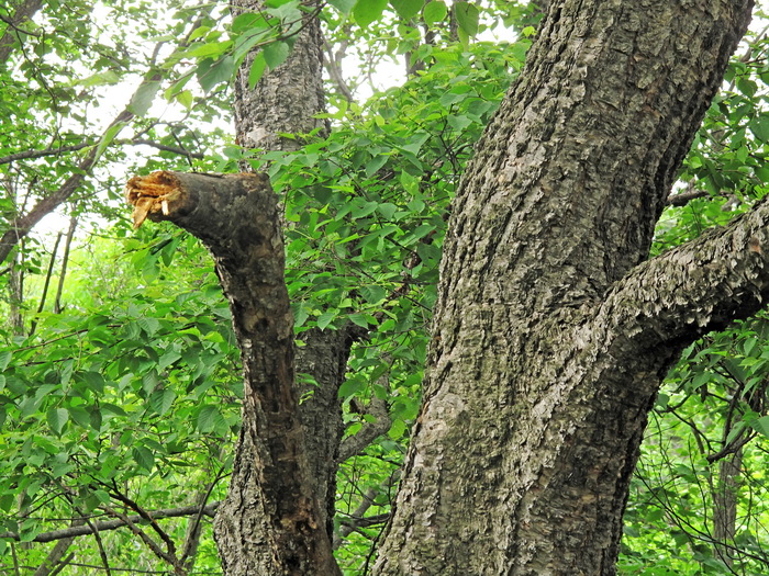 Image of Betula dauurica specimen.