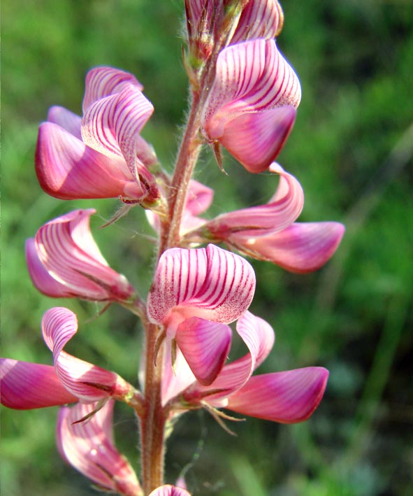 Изображение особи Onobrychis sibirica.