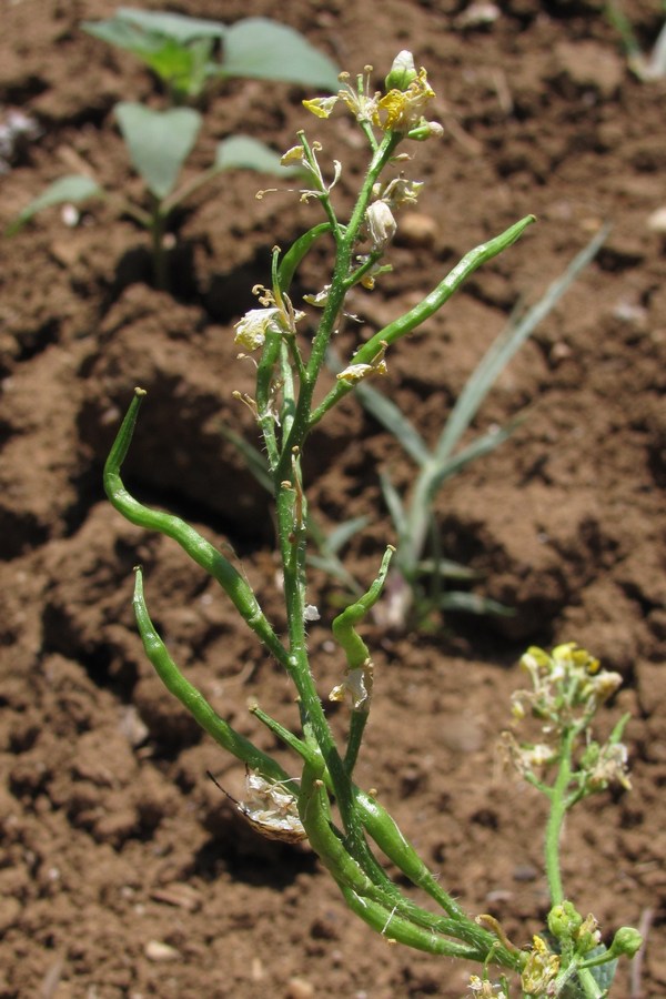 Image of Sinapis arvensis specimen.