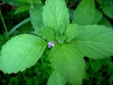 Galeopsis bifida