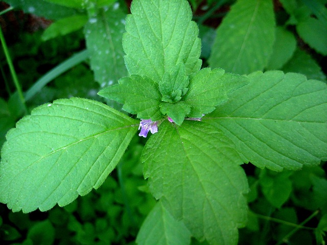 Image of Galeopsis bifida specimen.