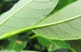 Salix phylicifolia