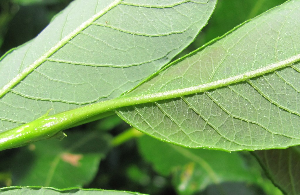 Image of Salix phylicifolia specimen.
