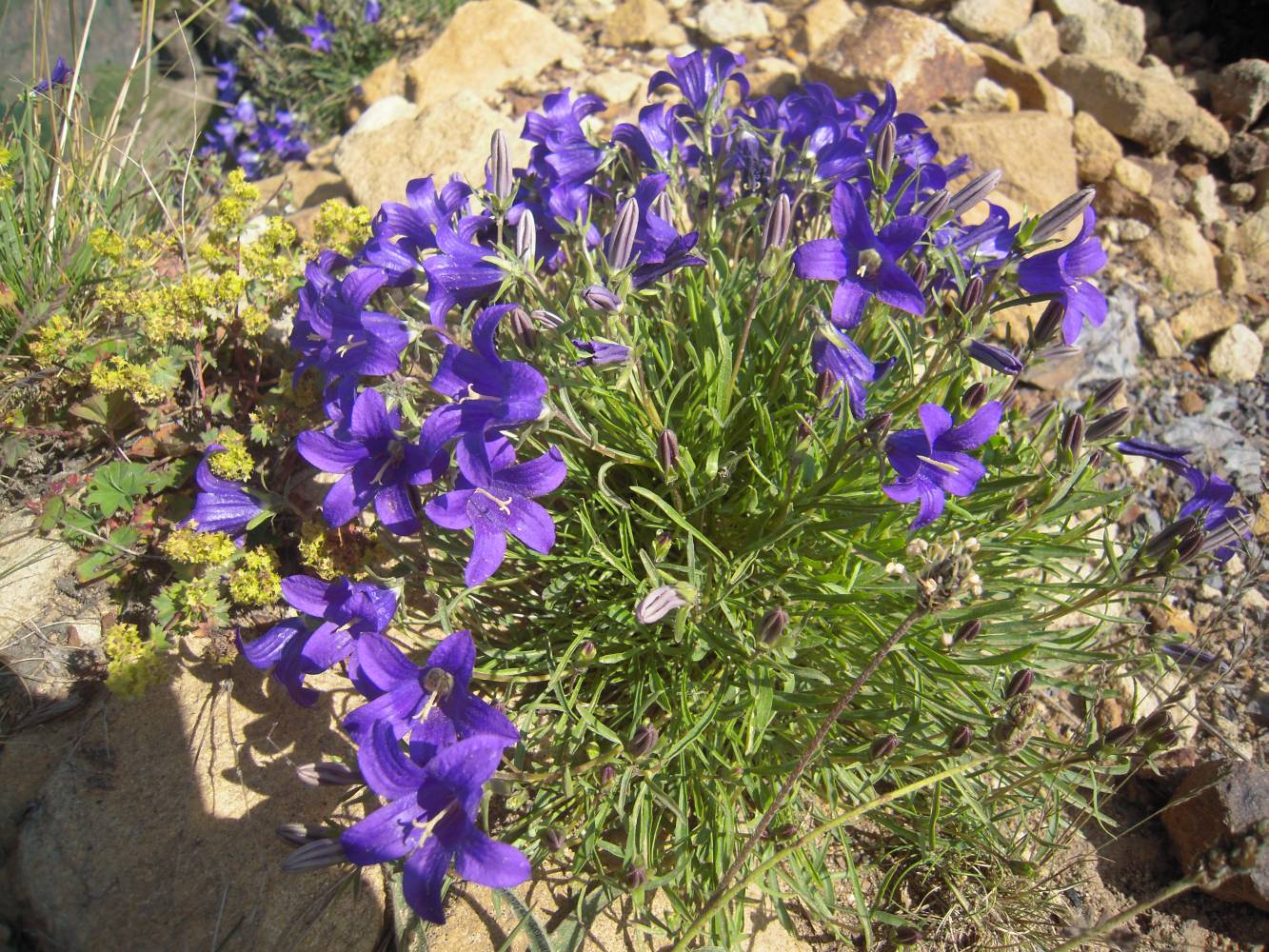 Изображение особи Campanula besenginica.