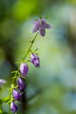 Campanula rapunculoides. Верхушка соцветия. Краснодарский край, окр. Горячего ключа, хр. Котх. 22.07.2012.