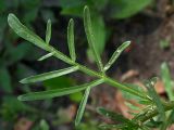 Reseda lutea. Лист в верхней части стебля.