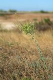 Linaria genistifolia. Цветущее растение. Волгоградская обл., Дубовский р-н, окр. лагеря \"Зелёная волна\". 18.07.2012.