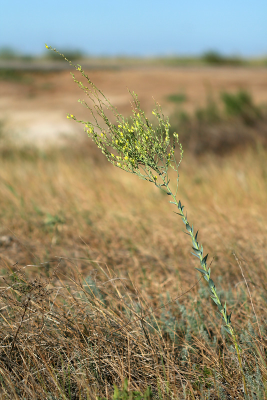 Image of Linaria genistifolia specimen.