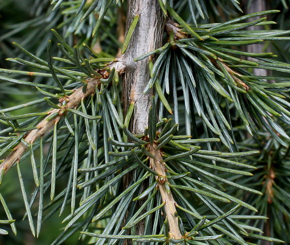 Image of Cedrus atlantica specimen.