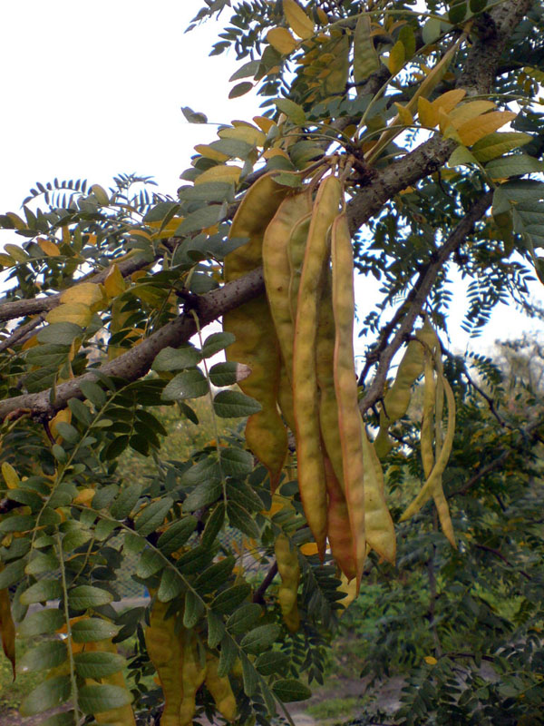 Изображение особи Gleditsia triacanthos.