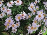 Symphyotrichum novi-belgii