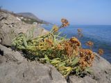 Crithmum maritimum. Плодоносящее растение. Южный берег Крыма, окр. пгт Партенит, мыс Плака, каменистый берег моря. 15 октября 2012 г.