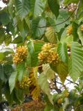 Camptotheca acuminata. Верхушка ветви с соплодиями. Южный Берег Крыма, Никитский ботанический сад. 7 ноября 2012 г.