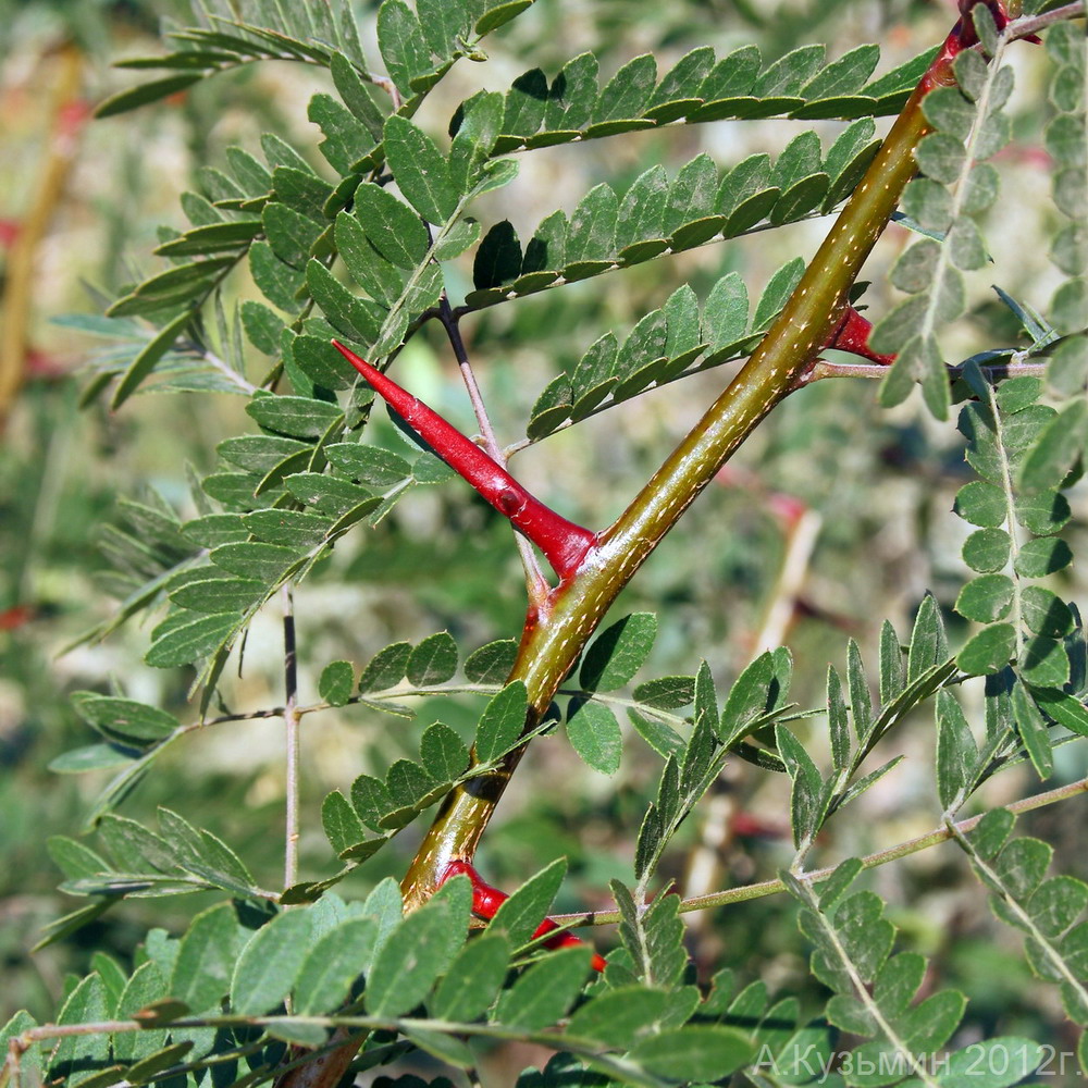 Изображение особи Gleditsia triacanthos.