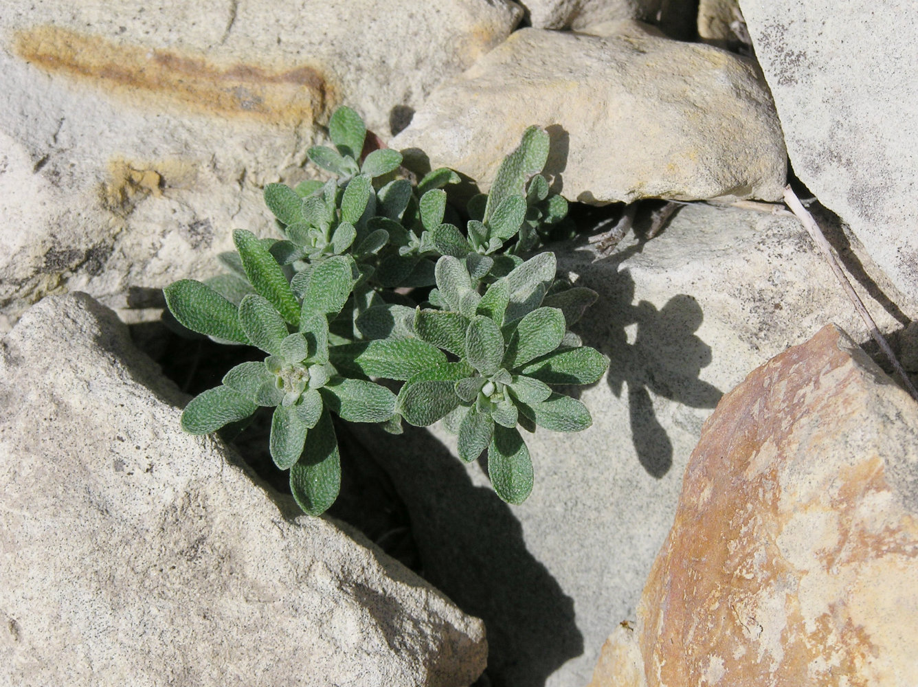 Image of Odontarrhena gymnopoda specimen.