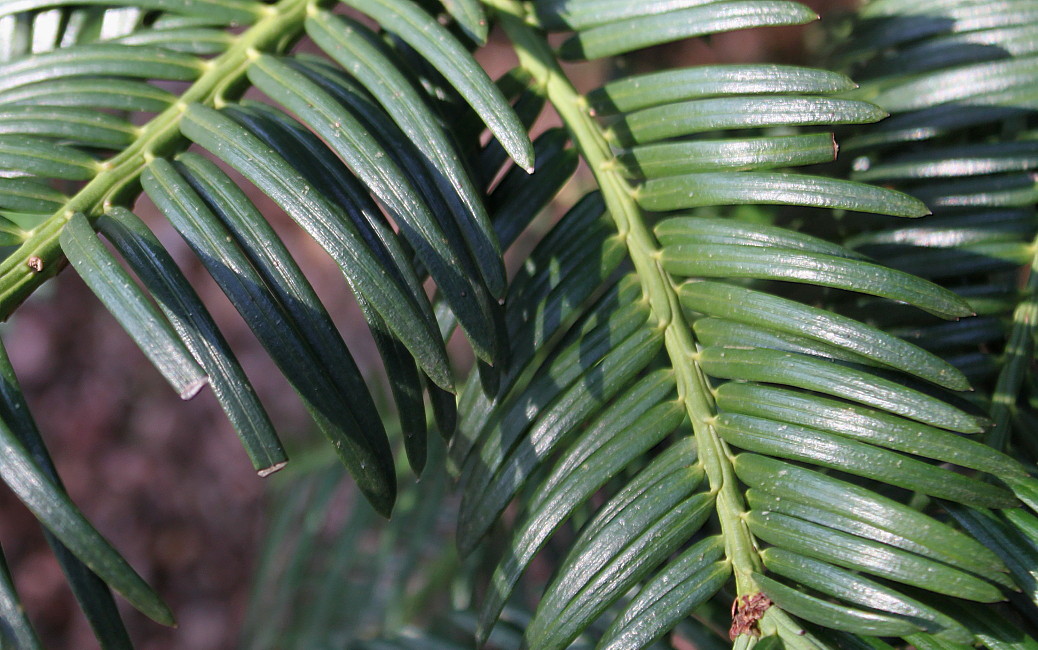 Image of Cephalotaxus harringtonia var. drupacea specimen.