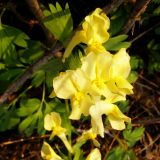 Corydalis bracteata