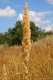 Calamagrostis glomerata