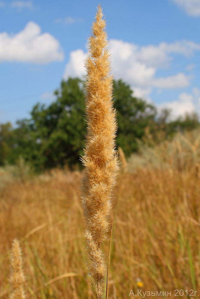 Image of Calamagrostis glomerata specimen.