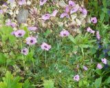 Geranium cinereum