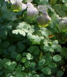 Thalictrum flavum