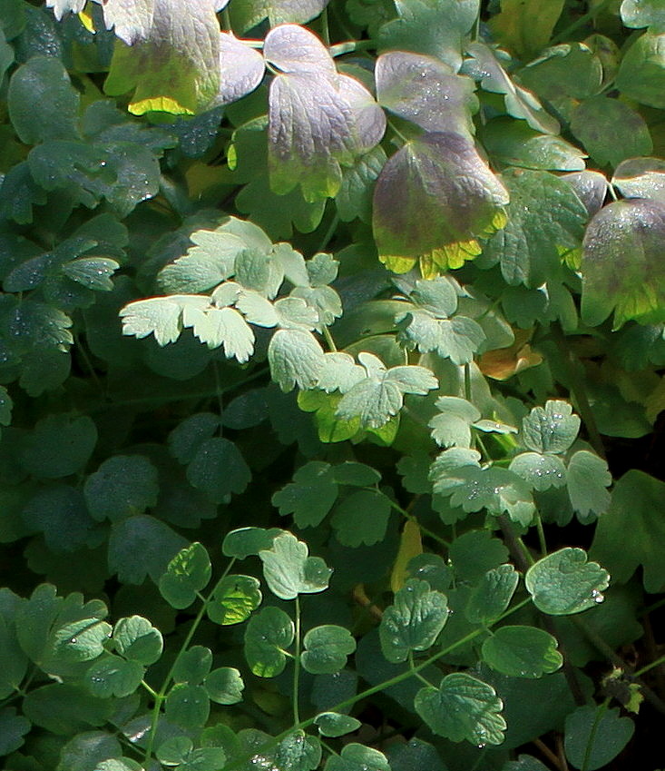 Изображение особи Thalictrum flavum.