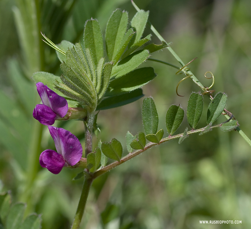 Image of Vicia cordata specimen.