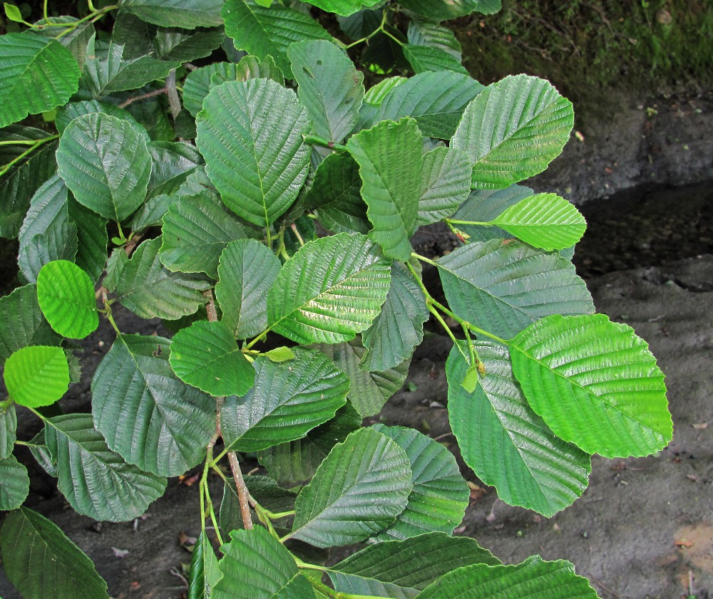 Image of Alnus barbata specimen.