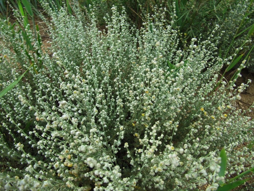 Image of Artemisia frigida specimen.