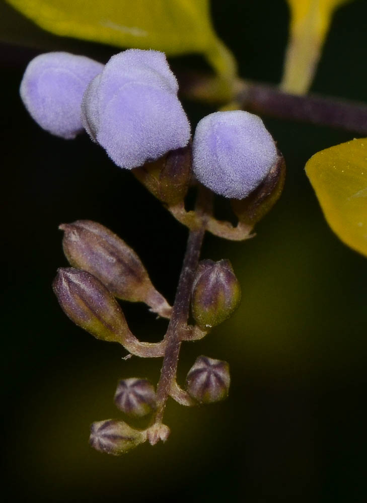 Image of Duranta erecta specimen.